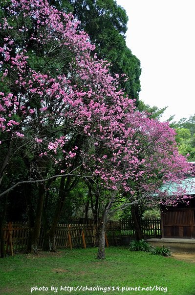 桃園神社賞櫻-7.JPG