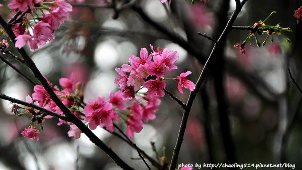 桃園神社賞櫻-8.JPG