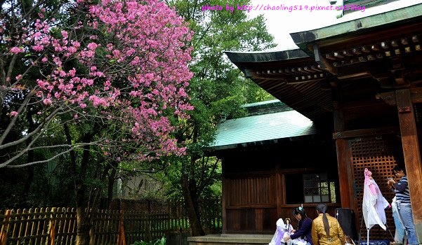 桃園神社賞櫻-6.JPG