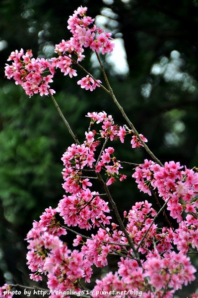 桃園神社賞櫻-14.JPG