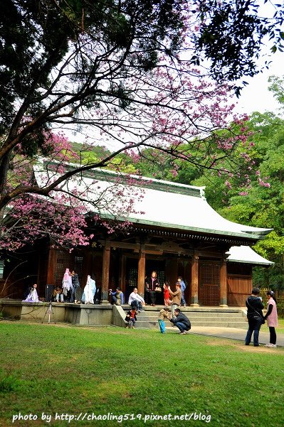 桃園神社賞櫻-16.JPG