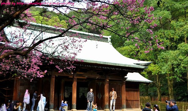 桃園神社賞櫻-17.JPG