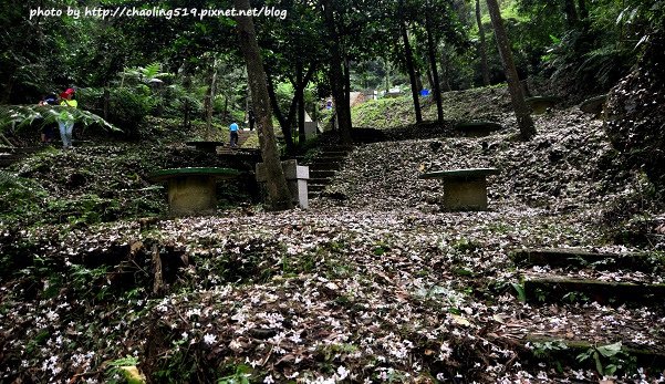 崑崙植物園-21.JPG