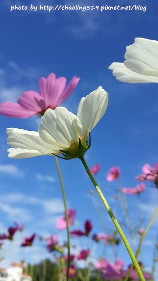 林口頂福花海-32.jpg