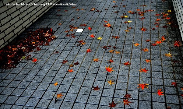 林口麗林國小-7.JPG