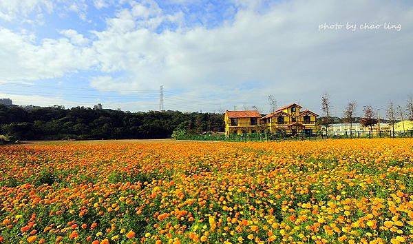 大溪農地花海-2.JPG