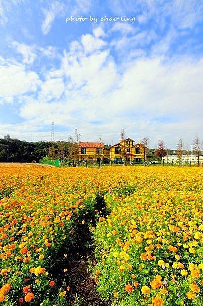 大溪農地花海-4.JPG