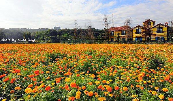 大溪農地花海-15.JPG