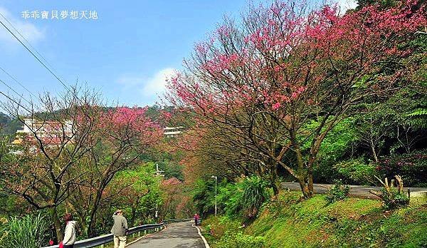 汐止大尖山櫻花季-13.JPG