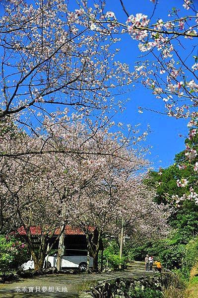 三板橋民宅櫻花園-10.JPG