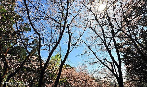 三板橋民宅櫻花園-12.JPG