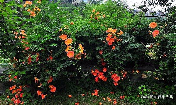 牧蜂農場-20.JPG