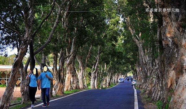白千層綠色隧道-12.JPG