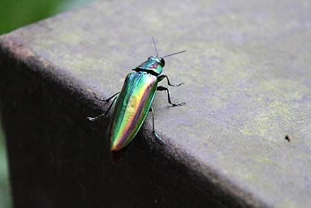 IMG_2675