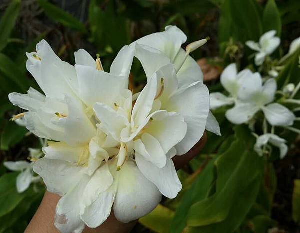 野薑花-1