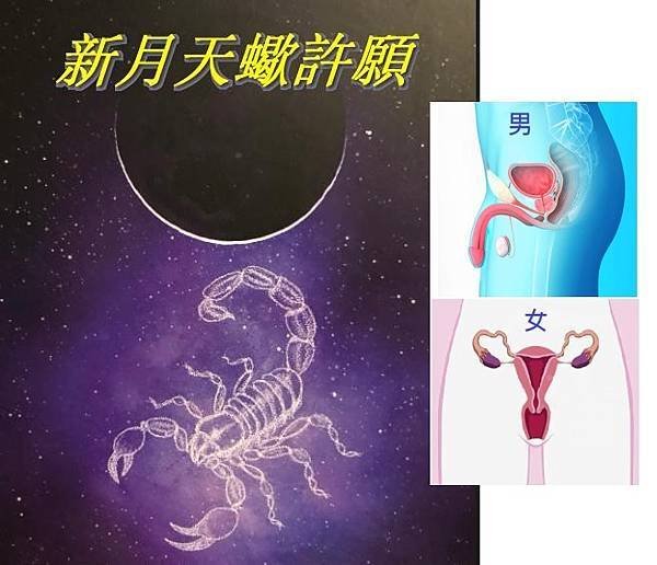 🌟娜塔老師【星星怎麼說】11/13、14 新月天蠍許願來了