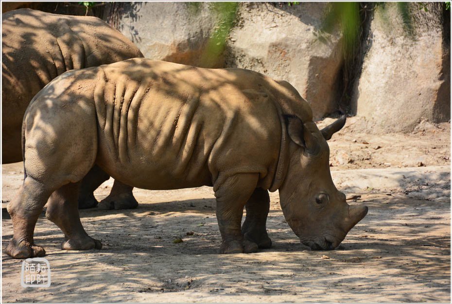 木柵動物園1.jpg