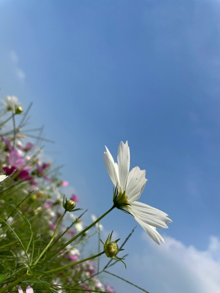20211121月眉花海_211122_20.jpg