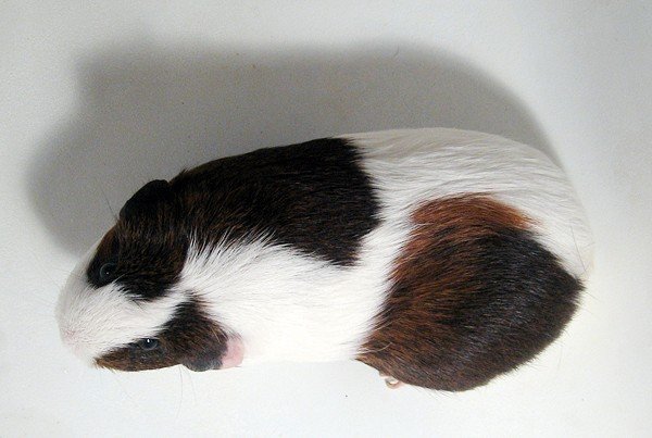 Guinea pig 004.jpg