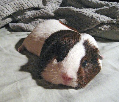 Guinea pig 048.jpg