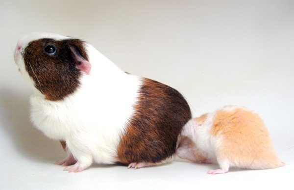 Guinea pig x Syrians 015.jpg