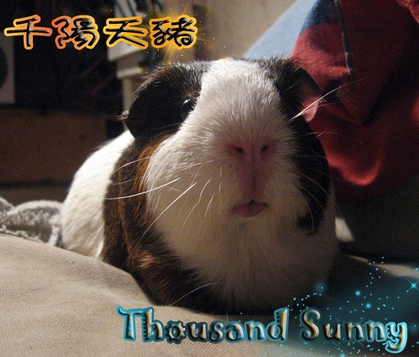 Guinea pig 011.jpg