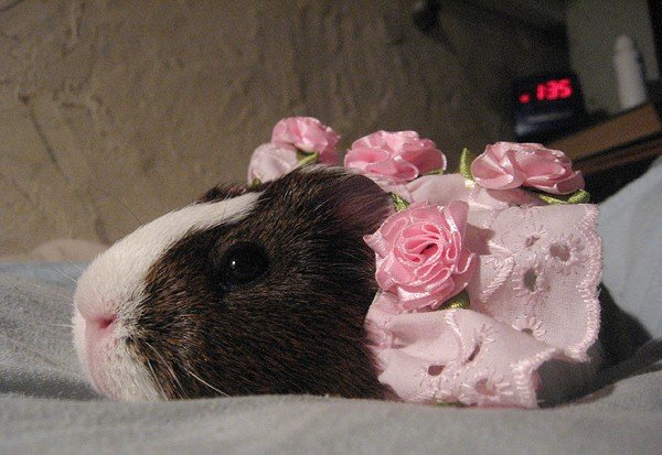 Guinea pig in roses 008.jpg