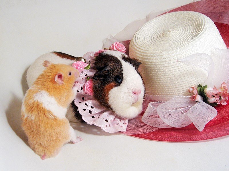 Guinea pig in roses 021.jpg