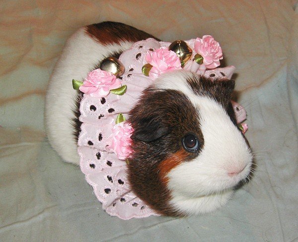 Guinea pig in roses 004.jpg