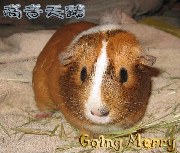 Guinea pig 011.jpg