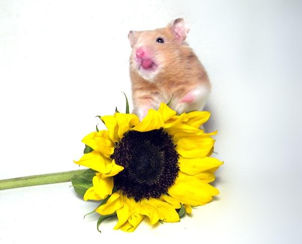 Sunflower rodents 050.jpg