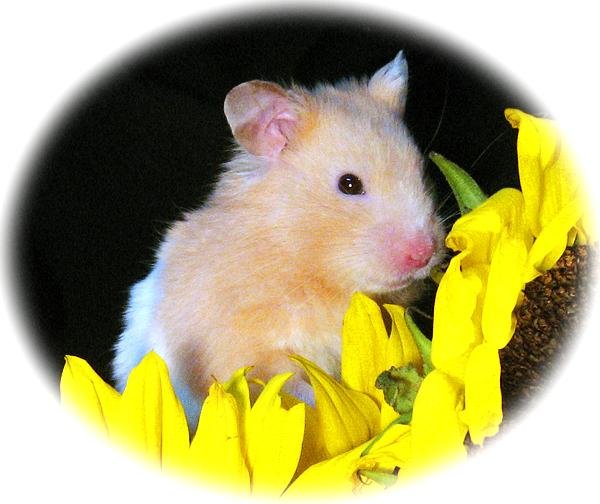 Sunflower rodents 052.jpg