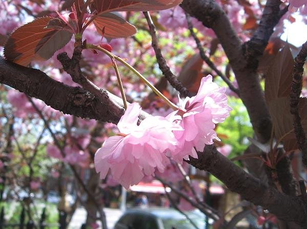 BCM cherry blossoms 016.jpg