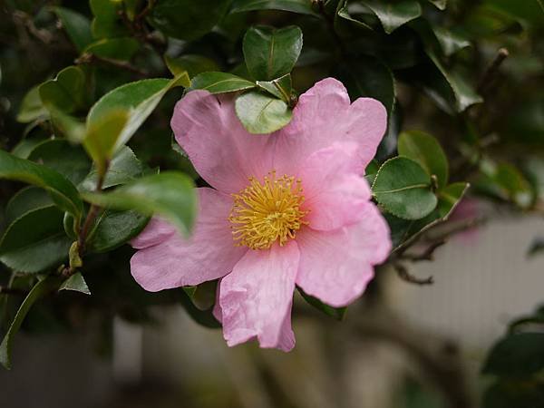 20091212由布院粉紅茶花.JPG