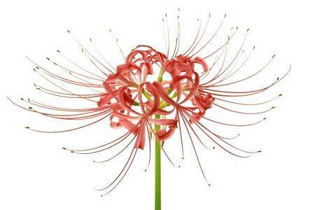 Lycoris_radiata