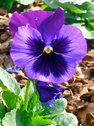 Pansy