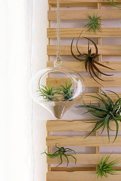 hanging-terrarium1.jpg