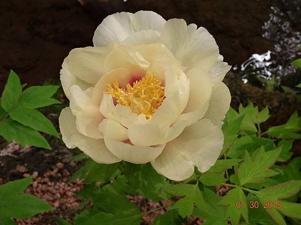 DSC04382.jpg