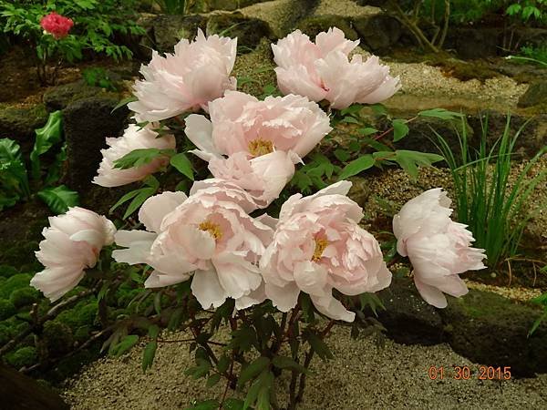 DSC04384.jpg