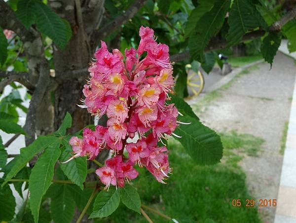 DSC05900.jpg