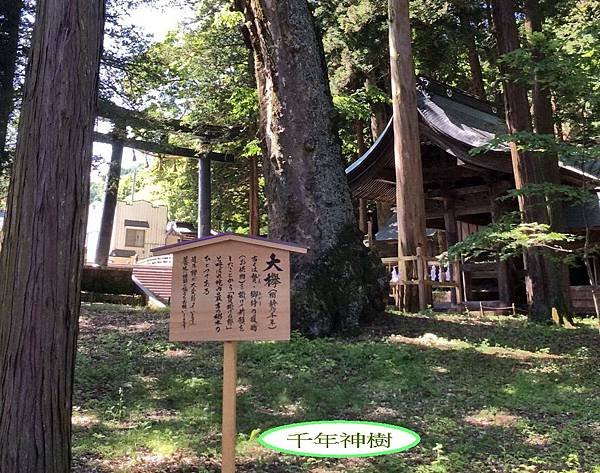 茅175.jpg
