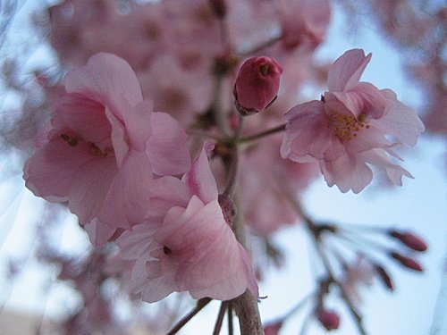 日本大阪賞櫻什麼時候來好呢? 