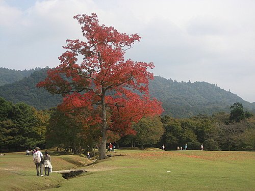 奈良公園 