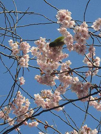 百万遍さんの手づくり市＜2＞