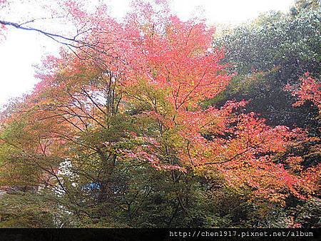 關西排行首榜的紅葉名所＜大阪箕面公園&gt;