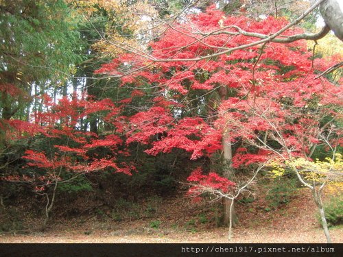 初体驗跟日本團賞楓趣8&lt;雞足寺&gt;