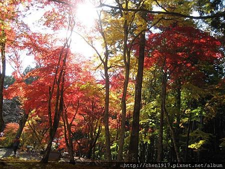 洞光寺~~円通寺~~竹田城跡~~養父神社&lt;3&gt;