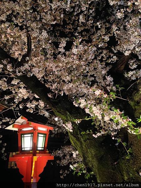 ＜鴨川御薗橋＞&lt;下鴨神社&gt;＜白川通祇園夜櫻＞4