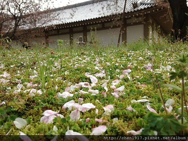 醍醐寺.哲學の道.京都府立植物園.半木の道.平野神社.嵐電.嵐山.花見舟