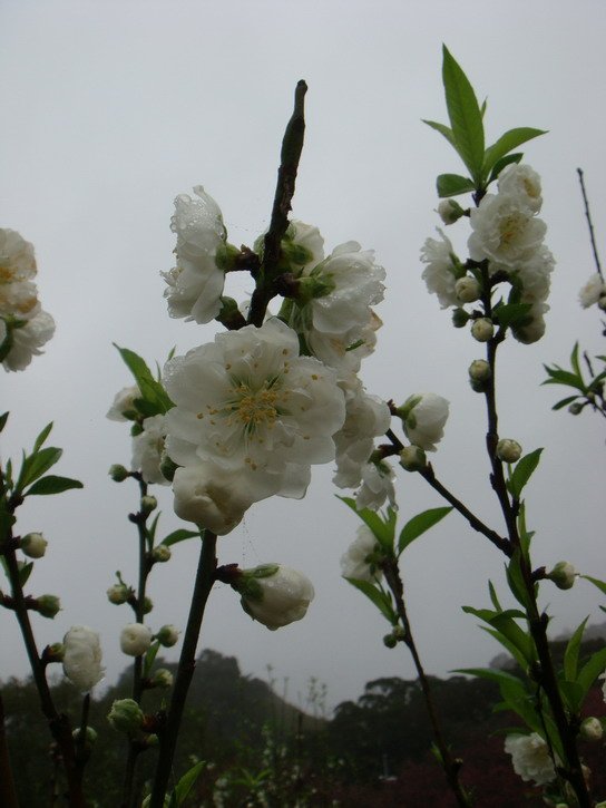 DSC01291.jpg